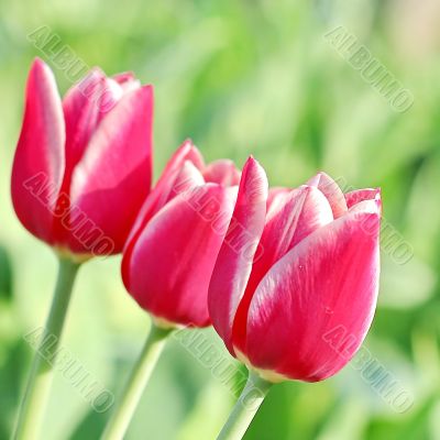  Pink Tulips