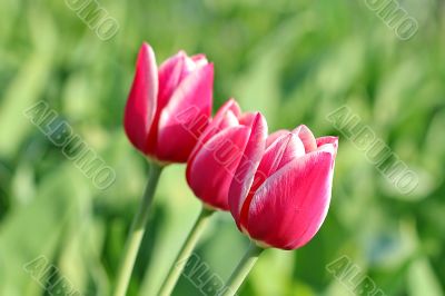  Pink Tulips