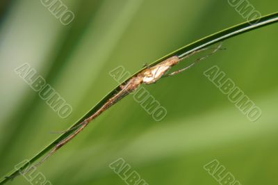 Elongated spider