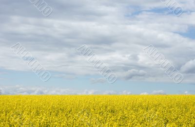 At the rapeseed field