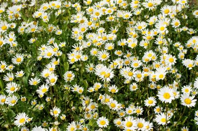 Leucanthemum vulgare