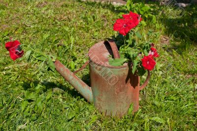 Flowers in an old watering can.