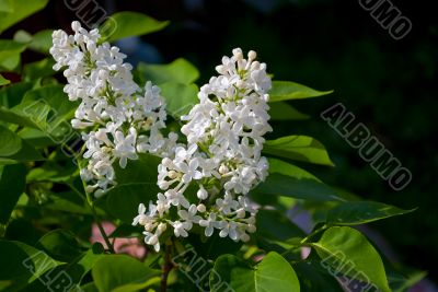 Lilac flowers on the green.