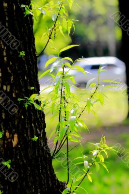 beautiful plants