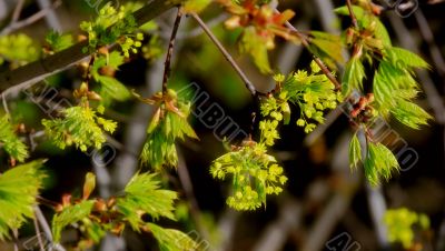 beautiful plants