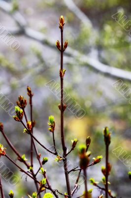 beautiful plants