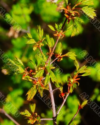 beautiful plants