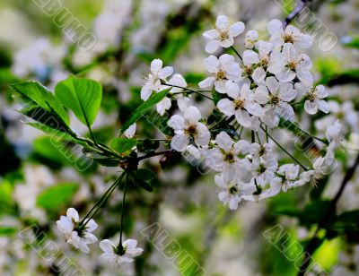 beautiful plants