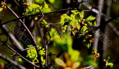 beautiful plants