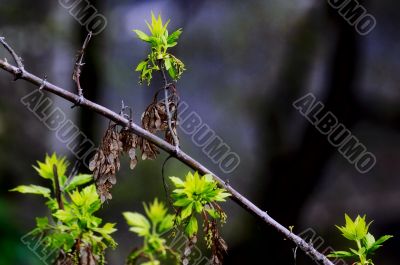 beautiful plants