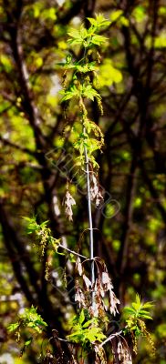 beautiful plants