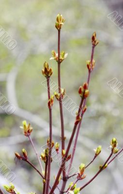 beautiful plants