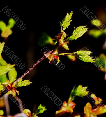 beautiful plants