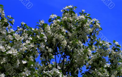 beautiful plants