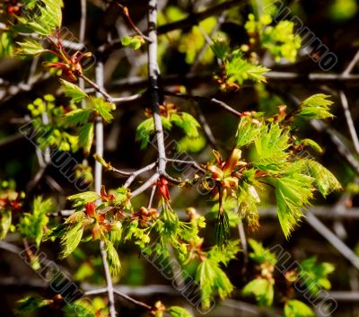 beautiful plants