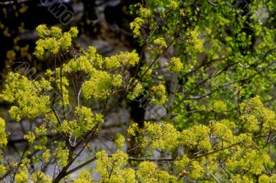 beautiful plants