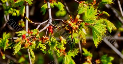 beautiful plants