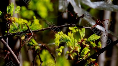 beautiful plants