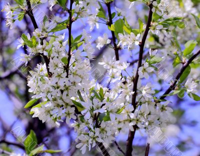 beautiful plants