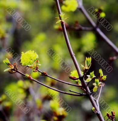 beautiful plants