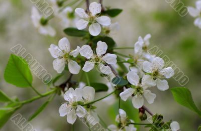 beautiful plants