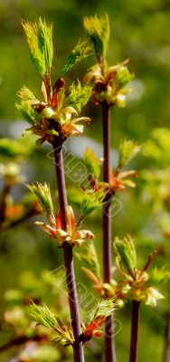 beautiful plants