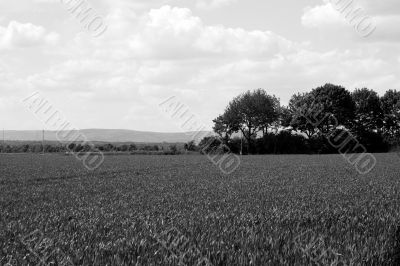 Meadows and mountains 