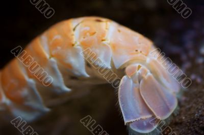 lobster tail
