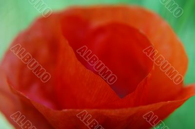 Corn poppy