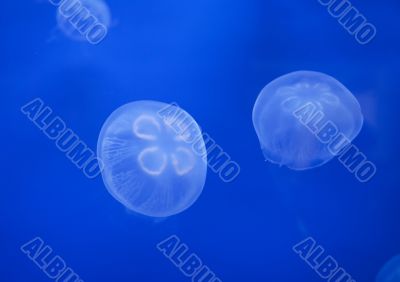 Medusas