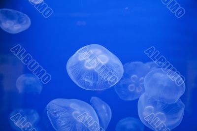 Medusas