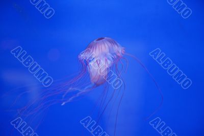 Medusa
