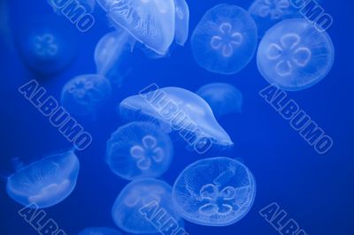Medusas