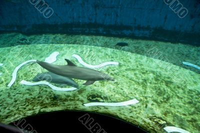 Dolphins