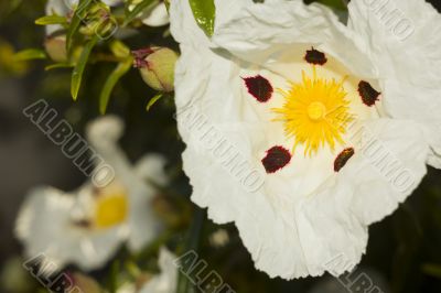 Cistus Ladanifer flower
