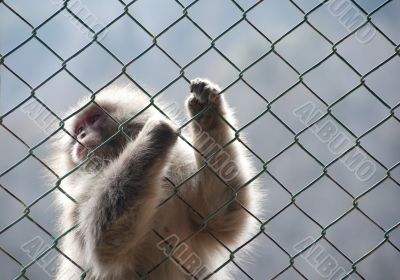 Snow monkey gripping a wire mesh fence