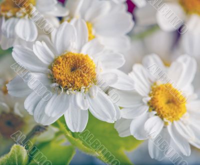 Daisies
