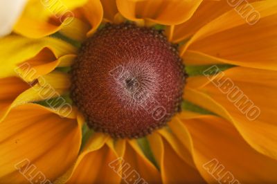 Rudbeckia Hirta