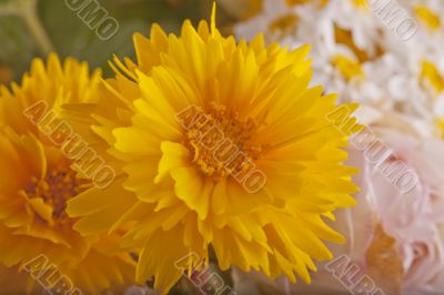 Yellow Dahlia