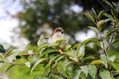 Sparrow on a tree branch