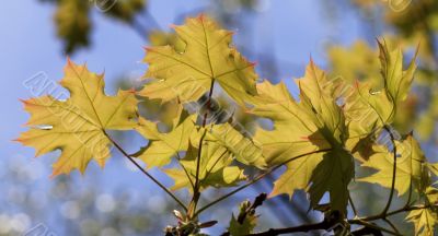 Autumn leaves