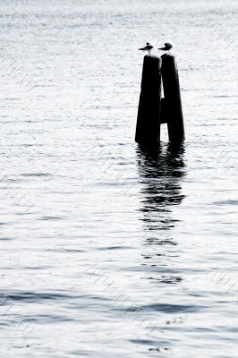 gulls couple