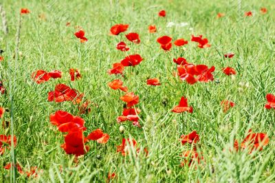 Poppy flower
