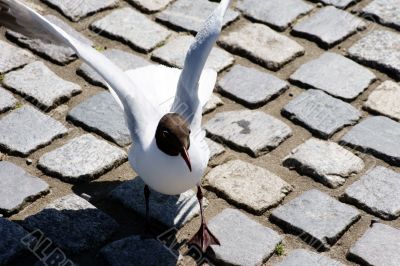Black-headed Gull