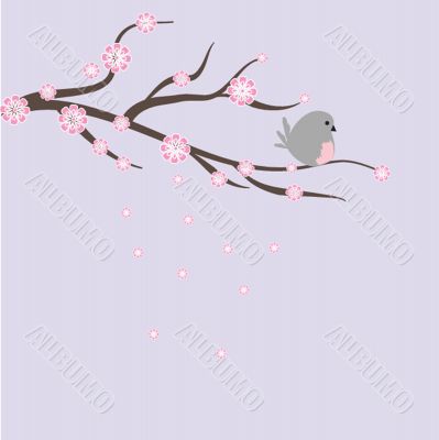 Blossom cherry - Greeting Card