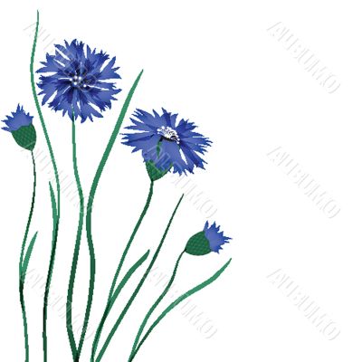 Beautiful blue cornflower isolated on white background