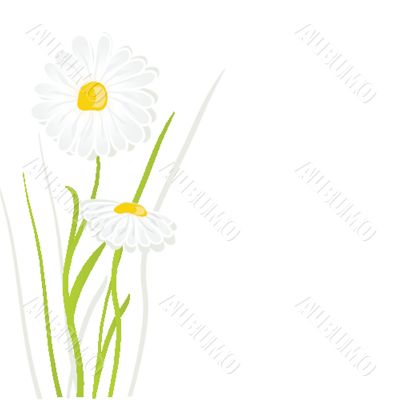 beautiful flower daisy on background