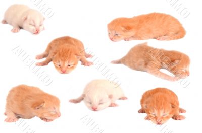 Newborn Kittens on White