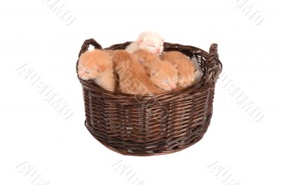 Ginger Kittens in a Basket