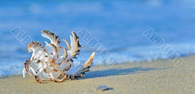 seashell on the beach